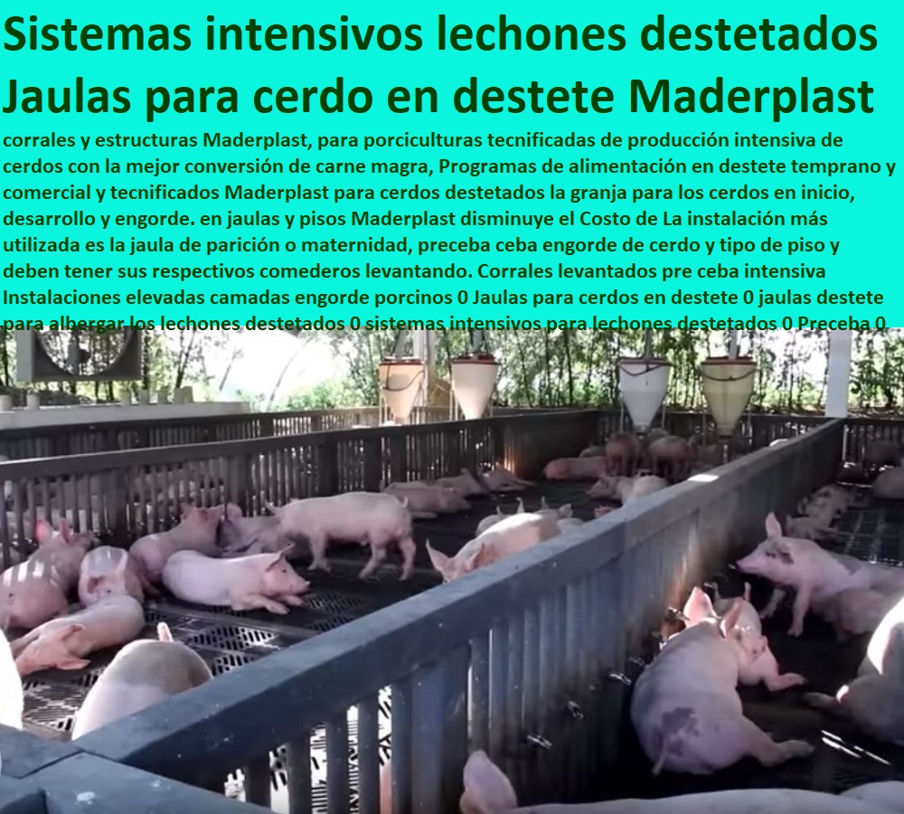 Corrales levantados pre ceba intensiva Instalaciones elevadas camadas engorde porcinos 0 Jaulas para cerdos en destete 0 jaulas destete para albergar los lechones destetados 0 sistemas intensivos para lechones destetados 0 Preceba 0 Corrales levantados pre ceba intensiva Instalaciones elevadas camadas engorde porcinos 0 Jaulas para cerdos en destete 0 porcicultura jaulas, corrales, parideras, porcinas corral, gestación cerdas, parto cerda, lechonera, destete, jaula pre ceba porcinos, corraleja, ceba, engorde cerdos, porqueriza cría de lechones, pisos jaulas comederos, jaulas destete para albergar los lechones destetados 0 sistemas intensivos para lechones destetados 0 Preceba 0